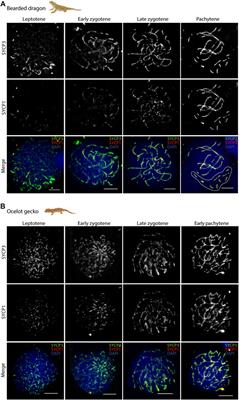 Meiotic chromosome dynamics and double strand break formation in reptiles